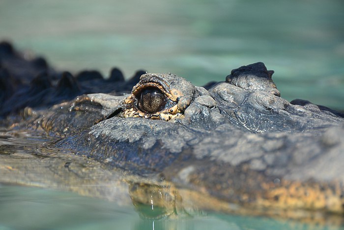 В Екатеринбурге нашли опасный зоопарк с крокодилами В Екатеринбурге обнаружили серьёзные нарушения в работе частного зоопарка с экзотическими животными Об этом сообщили в свердловском Россельхознадзоре Выявленные нарушения представляют угрозу для животных персонала и посетителей зоопарка Руководству предприятия выдано предписание с требованием устранить выявленные недостатки в установленные сроки отметили в ведомстве Владельцы зоопарка не соблюдали правила содержания животных в помещениях для крокодилов антисанитария В некоторых террариумах не было замков что создавало угрозу для сотрудников и посетителей пишет ЕАН uralweb ru