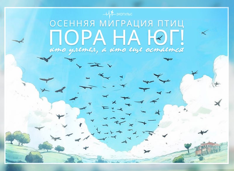 Отлет перелетных видов начавшийся еще в конце августа продлится до конца ноября Основная причина сезонной миграции резкое сокращение кормовой базы С исчезновением насекомых семян и беспозвоночных в холодное время года птицы вынуждены отправляться в теплые регионы где достаточно пищи для выживания Первыми регион покинули ласточки стрижи и кукушки Следом за ними готовятся к отлёту трясогузки скворцы и жаворонки Последними покидают подмосковные леса и водоемы виды способные разнообразить свой рацион Речь идет о вальдшнепах дроздах рябинниках и водоплавающих птицах которые могут переходить с животной пищи на растительную Многие пернатые формируют стаи перед дальним путешествием это продуманная стратегия повышающая их шансы на успешное преодоление маршрута за счёт коллективного поиска пищи и защиты от хищников Подписаться на Минэкологии