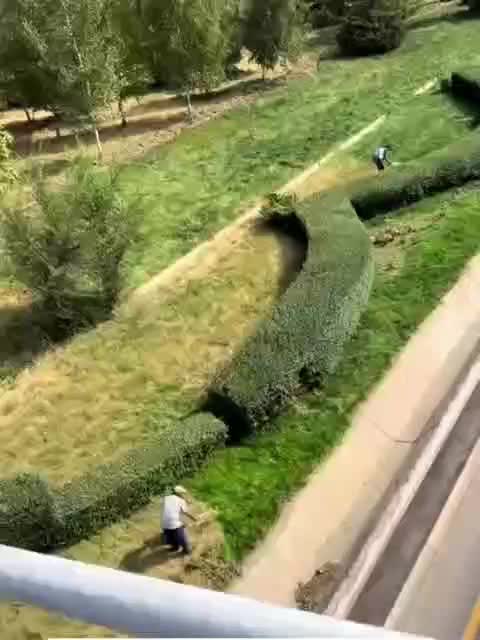 В Алматы применяют пищевой краситель для озеленения травы