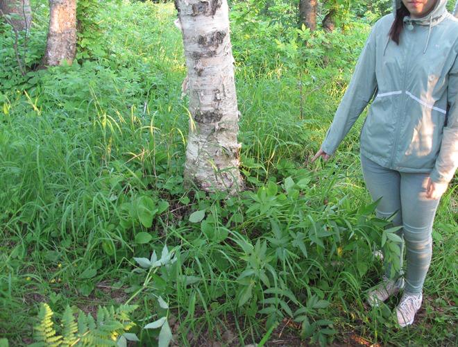 ‍ Транспортные полицейские Сахалина задержали гражданку Средней Азии с крупной партией синтетических наркотиков  29-летняя женщина, прибывшая на Сахалин, планировала сбывать синтетические наркотики, но была задержана правоохранителями. В июне 2023 года она связалась с оператором интернет-магазина запрещенных веществ во Владивостоке и согласилась работать курьером-закладчиком. Наркотики ей отправляли по почте.   Прибыв в Южно-Сахалинск, женщина арендовала квартиру и начала распространять запрещенку. Она делила наркотики на дозы и прятала их в тайниках. При попытке оборудовать очередную закладку в лесу на окраине Южно-Сахалинска, женщину задержали транспортные полицейские. У нее изъяли около 55 граммов наркотического средства. В ходе обыска ее квартиры обнаружили еще 120 граммов наркотиков, расфасованных в 37 пакетов.  В отношении подозреваемой возбуждено уголовное дело по статье "Покушение на сбыт наркотических средств в крупном размере". Ей грозит до 20 лет лишения свободы. Транспортный прокурор утвердил обвинительное заключение, и дело направлено в суд. Женщину арестовали до решения суда.  Больше интересного с МК на Сахалине