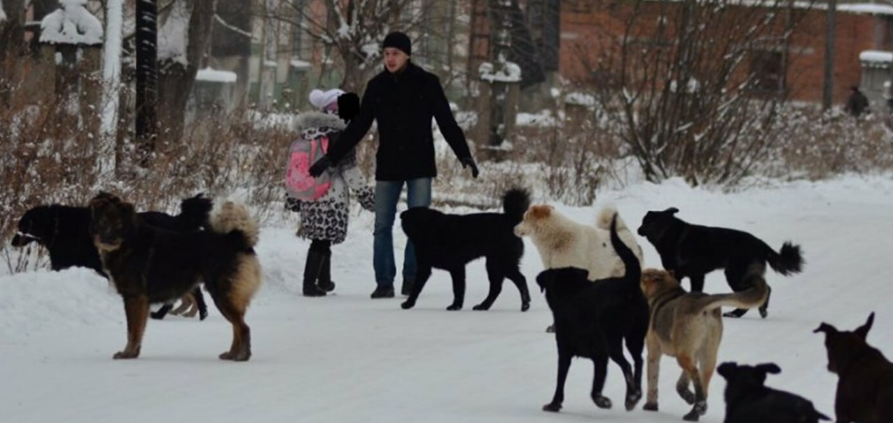В Иркутской области стая бездомных собак напала на 10 летнего мальчика он с множественными рваными ранами доставлен в больницу Сегодня днем в городе Усть Кут Иркутской области стая безнадзорных собак атаковала 10 летнего мальчика Ребенка спасла женщина которая услышав крики и лай выбежала на улицу и отогнала животных Она же вызвала скорую помощь Пострадавший с множественными укусами доставлен в районную больницу Следственный комитет возбудил уголовное дело по статье Халатность Прокуратура региона начала проверку в отношении чиновников мэрии Усть Кута Отметим что буквально накануне Иркутск политический рассказывал что власти Братска не смогли найти подрядчика для отлова бездомных собак так как на объявленный тендер никто не вышел Проблема бездомных животных которые нападают на людей перестала быть региональной она стала федеральной Неоднократно говорили что из за бездействия законодателей в лице депутатов Госдумы и сенаторов Совета Федерации в России так и не приняты законы которые могли бы решить данную ситуацию Также мы убеждены что софинансировать процедуры отлова и стерилизации обязан федеральный бюджет поскольку у регионов и муниципалитетов банально не хватает на эти цели средств Наш пост от 23 декабря 2025 года Свежие данные 2025 года говорят что статистика нападений собак на людей стабильно растет Несмотря на шум и призывы к действиям системной работы в этом направлении не ведется После каждого трагического случая когда животное кусает или не дай бог насмерть загрызает человека включается репрессивная машина контролирующих органов Они достаточно оперативно находят виновных чаще всего это чиновники мэрий которых уже не просто штрафуют но и привлекают к уголовной ответственности как это недавно произошло с экс мэром Тайшетского района Тем временем государство в лице Госдумы и Совета Федерации мурыжит законопроекты которые могли бы дать полномочия властям в регионах эффективнее справляться с этой проблемой Пока депутаты и сенаторы ведут светские беседы о гуманности и границах дозволенного ежемесячно в России становится на десятки больше укушенных Среди пострадавших очень много детей которые часто получают тяжелые рваные раны лица и шеи эти шрамы они будут нести всю жизнь   Подпишитесь на Иркутск политический