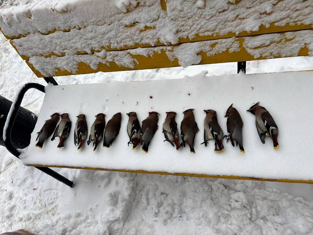 Компанию пьяных свиристелей нашли на скамейке у московского ЖК Очевидцы решили что птицы наелись забродивших ягод и отключились Прямой эфир Наш MAX