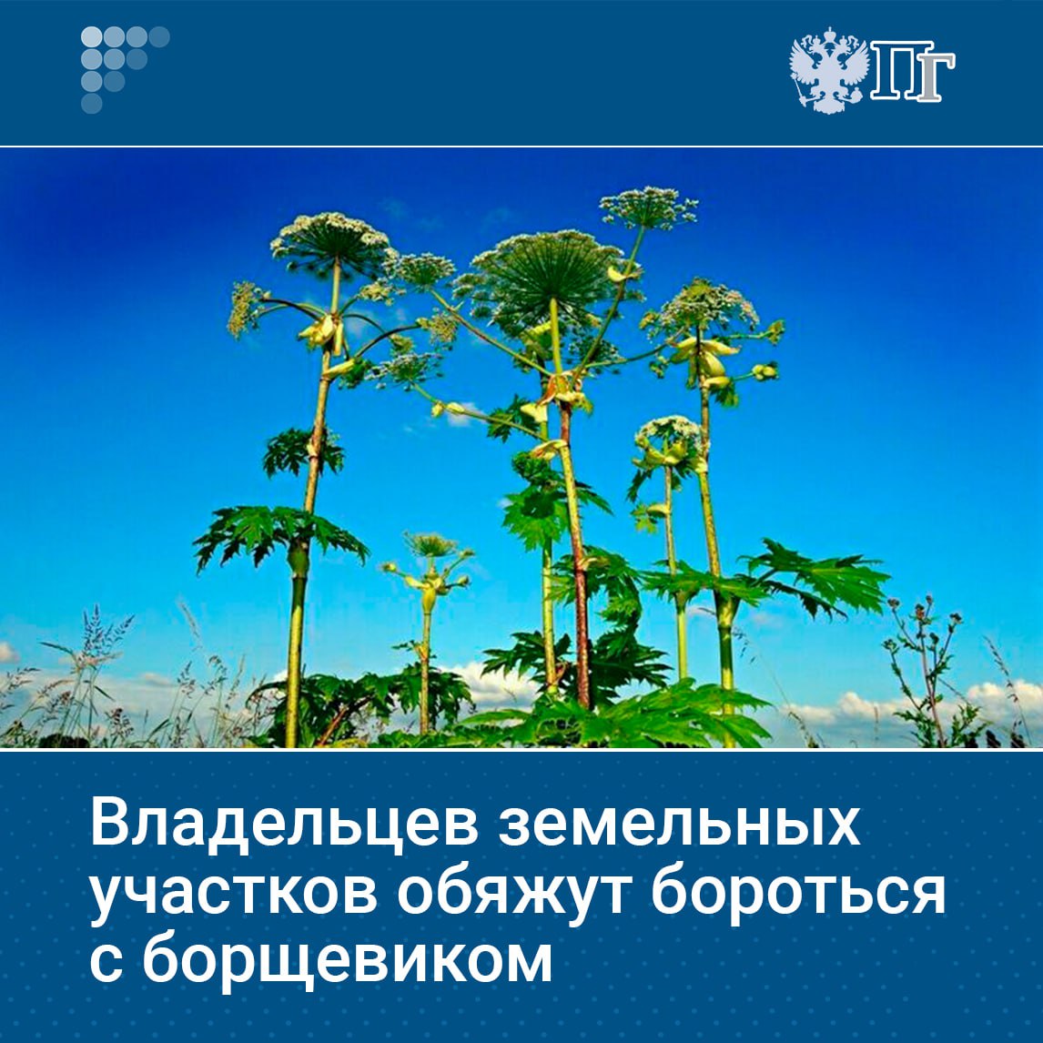 Владельцев земельных участков обяжут бороться с произрастающими там инвазивными растениями, к которым относится, например, борщевик. Соответствующий законопроект депутаты Госдумы приняли во втором чтении на пленарном заседании 15 июля. «Логика проста: тот, кто распоряжается землей или имеет на ней публичный сервитут, отвечает за то, чтобы чужеродные виды не захватывали территорию», — отметил председатель Комитета Госдумы по вопросам собственности, земельным и имущественным отношениям Сергей Гаврилов. Подписаться на «Парламентскую газету»