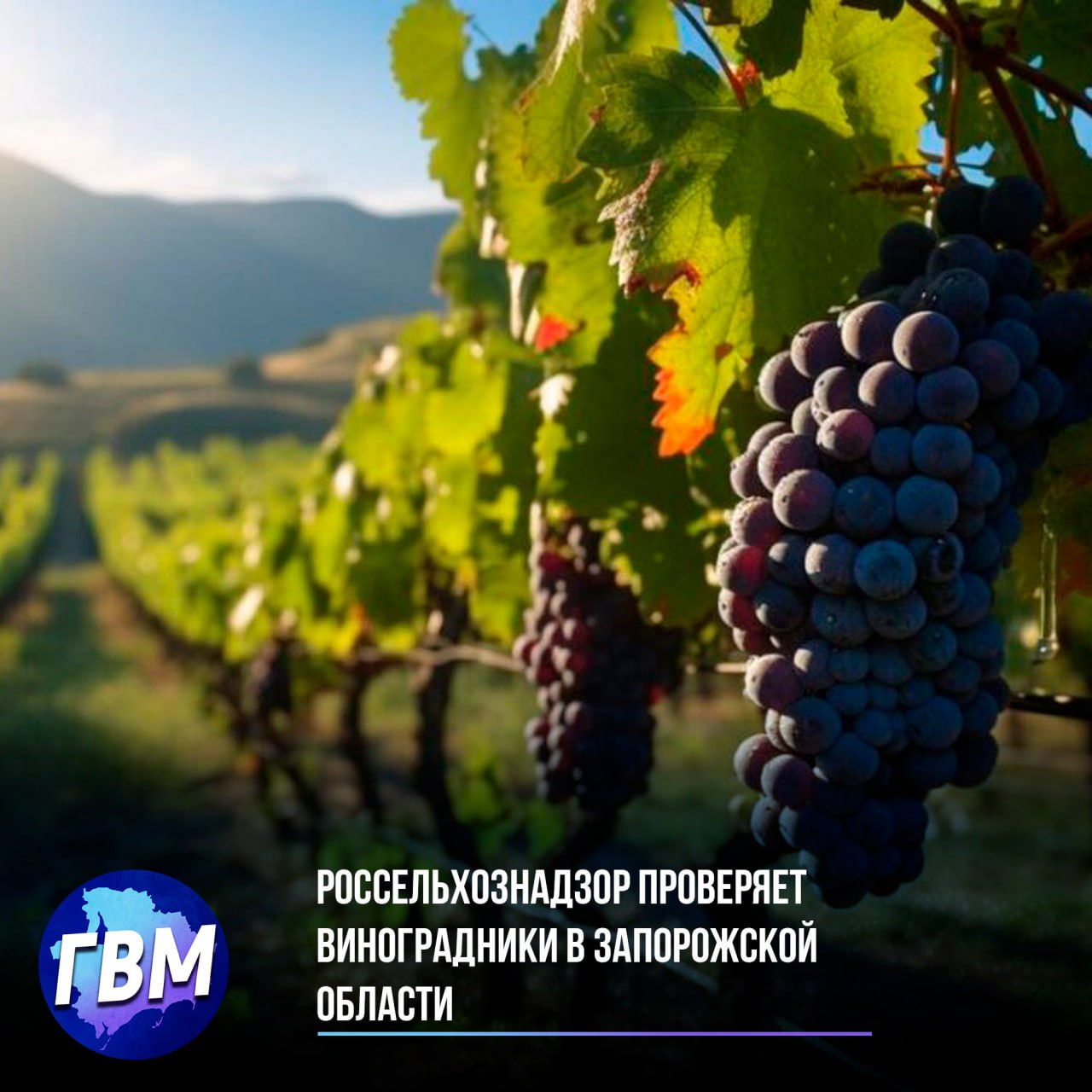 Россельхознадзор проверяет виноградники в Запорожской области   С первого июля Россельхознадзор начал проверку виноградников в Запорожской области, Крыму и Севастополе. В планах инвентаризация более 28 тыс. гектаров и сверка данных с Федеральным реестром.  Цель проверки заключается в попытке проследить качество виноматериалов и контроль за производством.