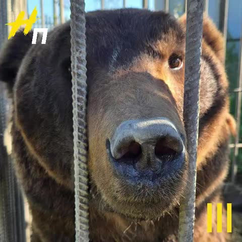 Два бурых медведя из Дагестана нашли новый дом в центре 'Дом тигра' в Ленобласти