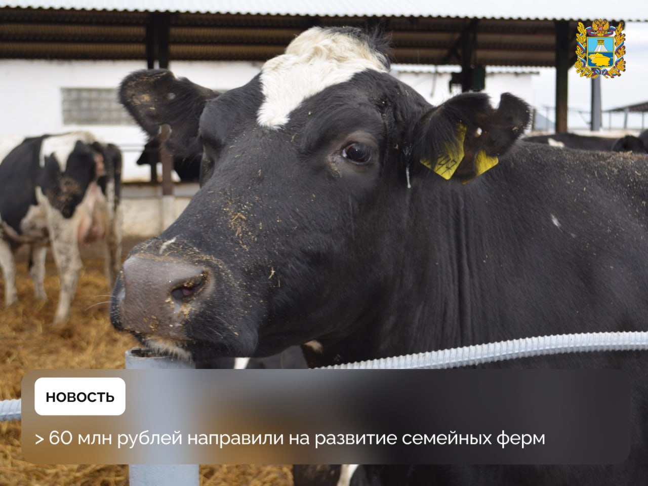 Минсельхоз Ставрополья провел конкурс на предоставление грантов на развитие семейных ферм Денежную поддержку на общую сумму 63 2 млн рублей получили пять фермерских хозяйств из Георгиевского Степновского Новоалександровского и Труновского округов Победители представили перспективные проекты в сфере птицеводства и мясного скотоводства создание мощностей по переработке молока убою крупного рогатого скота На Ставрополье гранты на развитие семейных ферм предоставляются аграриям с 2012 года За это время поддержку получили 237 проектов Данная мера позволяет семейным фермам расширить или модернизировать производство приобрести новое оборудование подвести инженерные коммуникации Подписывайтесь на Правительство Ставропольского края в MAX