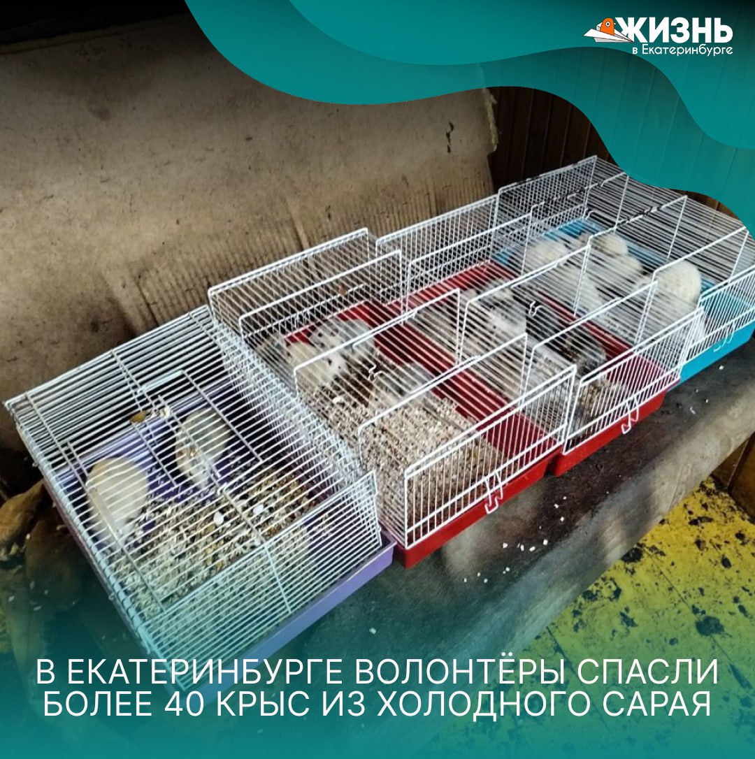 Крысиный бум в Екатеринбурге волонтёры спасли более 40 крыс из холодного сарая Всё началось довольно невинно с пары декоративных крыс мальчика и девочки которых хозяйка оставила на дедушку За 2 года эта пара превратилась в целое крысиное сообщество Мужчина переселил их в сарай где регулярно кормил и заботился о них Однако условия для такого количества животных оставляли желать лучшего Когда ситуация стала известна волонтёрам они провели масштабную спасательную операцию Сейчас зверьки находятся под опекой но большинство из них больны а многие самки беременны Надеемся крыски найдут новые дома Подписаться на Жизнь в Екб Канал в MAX