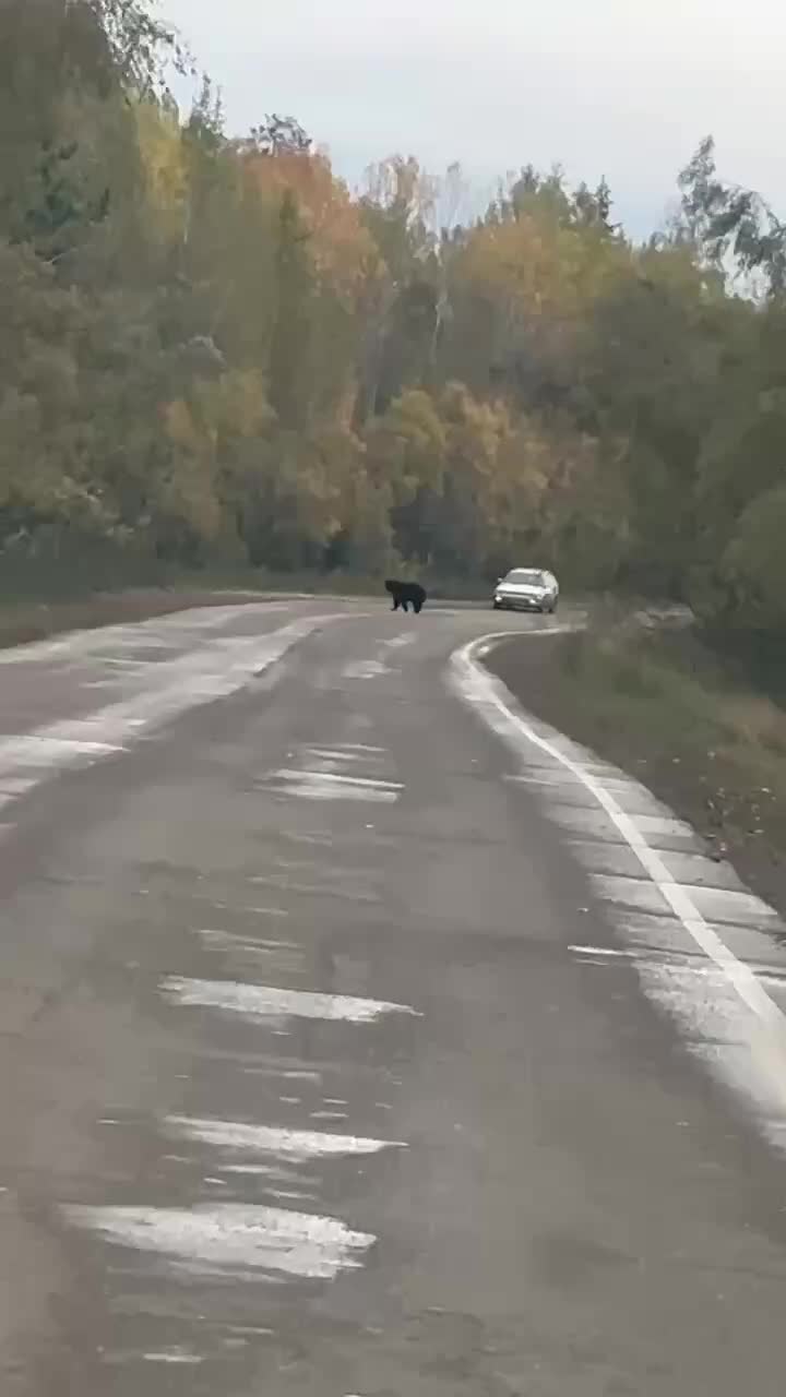 Медведь покинул трассу в Красноярском крае, увидев патрульную машину