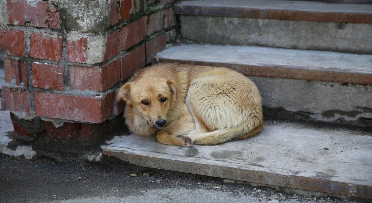 Государственное бюджетное учреждение Запорожской области Ветеринарный центр запустило Telegram бот для сбора информации о животных без владельцев Государственное бюджетное учреждение Запорожской области Ветеринарный центр запустило Telegram бот для сбора информации о местах скопления животных без владельцев Бот SborInfoSBVZO bot Данное решение станет дополнительным звеном в системе сбора и обработки информации о местах обитания животных без владельцев и позволит оперативно реагировать на обращения граждан связанные с их присутствием Инициатива внедрения Telegram бота реализуется в рамках масштабной программы направленной на гуманное регулирование численности животных без владельцев на территории Запорожской области С помощью бота жители региона могут в режиме реального времени сообщать о местах скопления животных указывать их примерное количество а также отмечать особенности поведения Вся поступающая информация будет анализироваться специалистами ГБУ ЗО Ветцентр с последующим реагированием по каждому зафиксированному случаю Особое внимание будет уделяться сообщениям связанным с проявлением агрессивного поведения животных либо угрозой безопасности жителей Кроме того собранные данные позволят выстроить более эффективную систему профилактики роста численности животных без владельцев и повысить уровень безопасности и комфорта населения региона Подписывайтесь на Бердянск Актуально Всегда актуальные новости