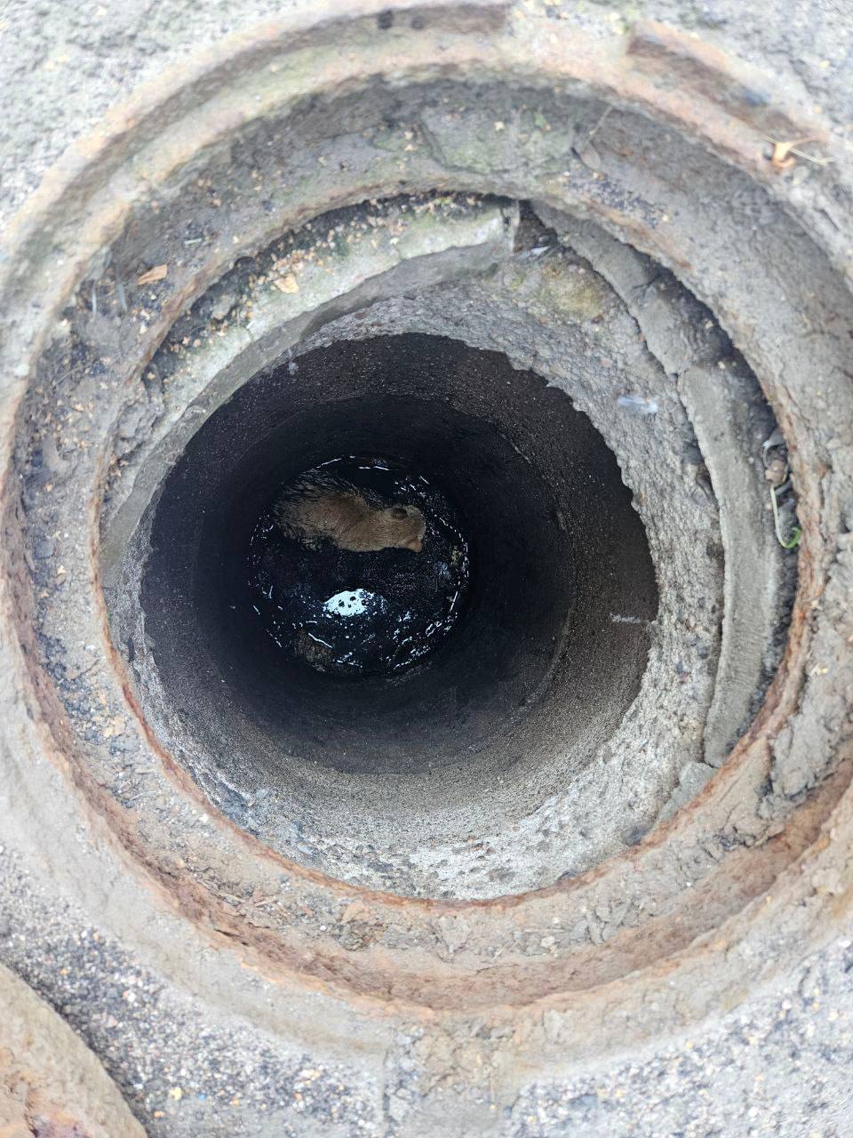 Рыжего кота достали из люка сотрудники «Водоканала»  Котейка провалился в люк на территории Нахимовского военно-морского училища. Сотрудники увидели, что усатый попал в беду, и попросили бригаду «Водоканала» спасти животное — к счастью, те работали как раз неподалёку.  Пушистого вызволили из западни, накормили и передали ветеринарам.   : «Водоканал Петербурга»   : СПб — отдай свой буст нам