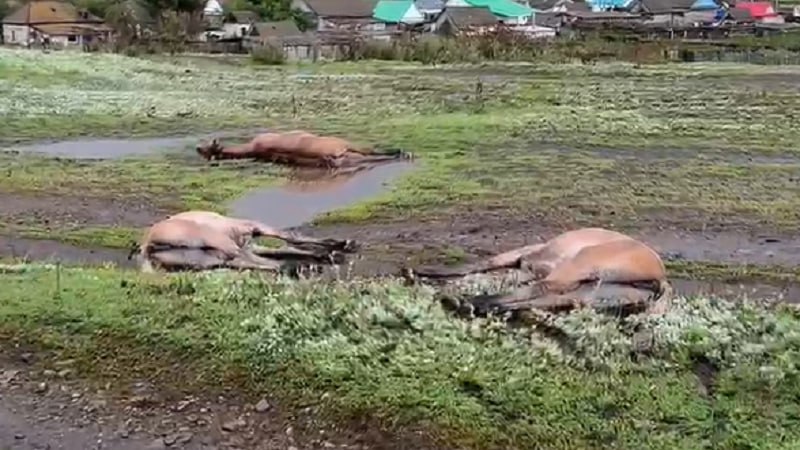 Последствия стихийного бедствия Накануне в селе Туркменево Баймакского района удар молнии стал причиной гибели семи лошадей. Табун находился на открытой местности вблизи линий электропередачи.