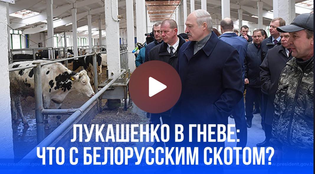 Лукашенко бьет тревогу: массовый падеж скота ставит Белоруссию на грань продовольственной катастрофы – детали Лукашенко разгневан массовым падежом скота, грозящим Белоруссии нехваткой продовольствия. Президент винит неисполнительность и отсутствие дисциплины в аграрном секторе, а не нехватку кадров. Он отверг слухи о личной прихоти в организации совещания, напоминая о важности контроля для предотвращения развала системы и обеспечения продовольственной безопасности.