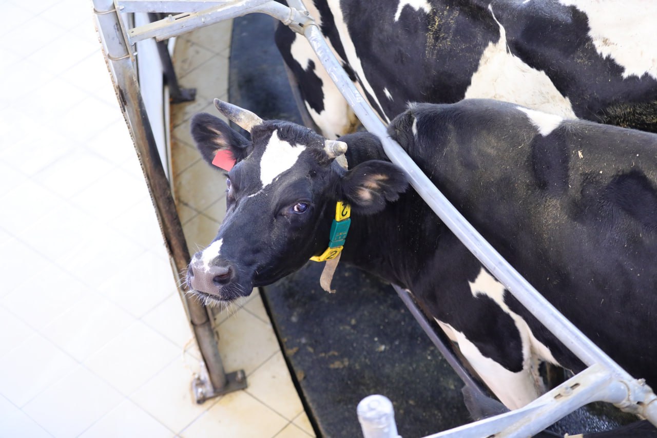 Более 130 тонн молока получили за год на фермах Челябинской области За неполный 2025 год на предприятиях и фермах Челябинской области произвели 132 тысячи тонн молока на 2 2 тысячи больше чем за тот же период 2024 За 11 месяцев надои составили в среднем 6 8 тонны с каждой коровы С 2019 года на Южном Урале активно модернизируют молочное животноводство Господдержка за шесть лет составила 2 9 миллиарда Только в 2025 на обновление техники молочных ферм выделили 150 миллионов рублей Отрасль молочного скотоводства одна из самых затратных с длительным сроком окупаемости инвестиций Поэтому чтобы поддержать инвесторов в роли которых выступают сами производители молочные предприятия и фермерские хозяйства регион возмещает с помощью бюджетных средств до 35 затрат на капитальное строительство и новое оборудование прокомментировал министр сельского хозяйства области Алексей Кобылин Подписаться на vecherchel   Голосовать за канал