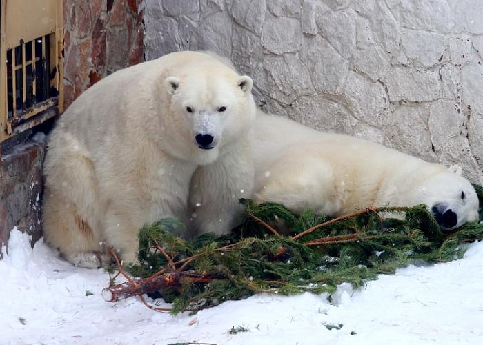 В Новогодние праздники зоопарк Челябинска закроют на два дня В новогодние праздники Челябинский зоопарк изменит расписание Горожане не смогут встретиться с животными 30 декабря и 1 января эти дни будут выходными С 2 января зоопарк вновь откроет свои двери для посетителей и будет работать по праздничному расписанию с 10 00 до 19 00 Тянуть с приобретением билета не стоит ведь продажа завершится уже в 18 00 Погладить козочек и кроликов в детском контактном зоопарке гости смогут с 11 00 до 16 00 Касса на вход закроется на полчаса раньше Детский контактный зоопарк будет работать при условии что температура не ниже 10 нет осадков и сильного ветра подчеркнули в учреждении Подписаться на vecherchel Голосовать за канал