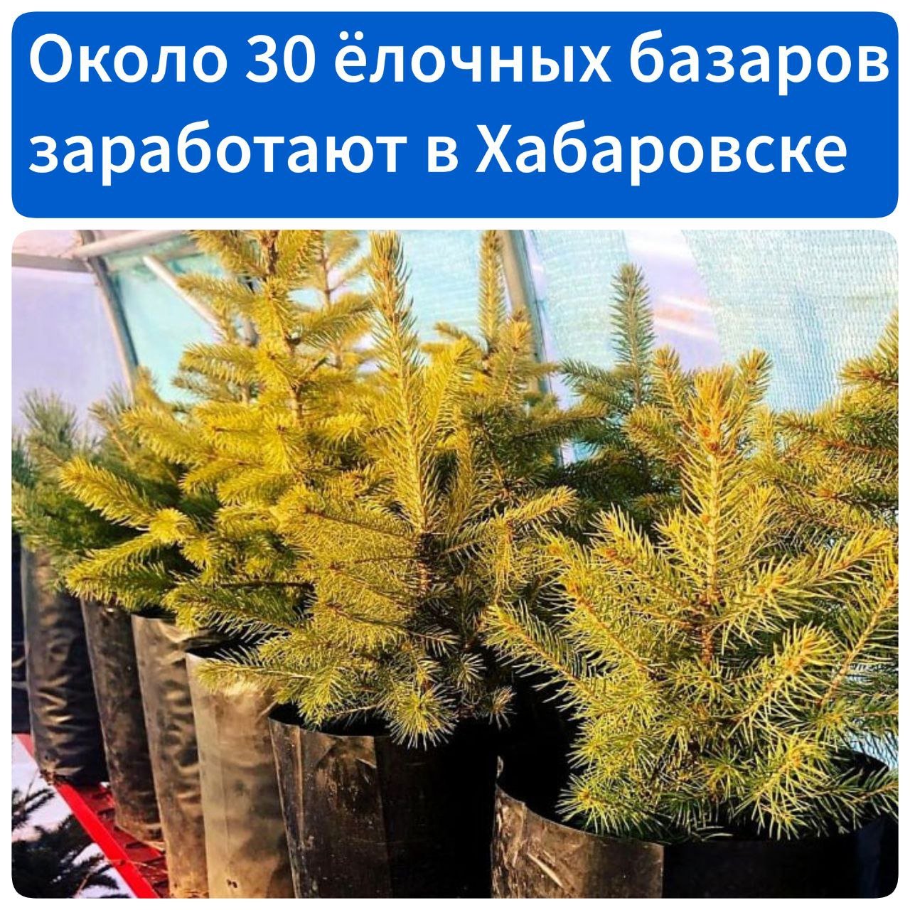 Около 30 елочных базаров заработают в Хабаровске  Планируется, что реализация деревьев начнется уже 20 декабря.  Больше всего елочных базаров традиционно разместится в Центральном районе – 20 уличных пунктов продажи, а также в Индустриальном – 8 точек. В Кировском и Краснофлотском районах – по одному пункту.