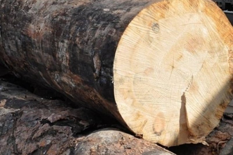 Убило спиленным деревом жителя пос Известковый ЕАО Мужчина занимался незаконной рубкой вместе с приятелями теперь один из них попал под уголовку за причинение смерти по неосторожности Читать подробнее на сайте