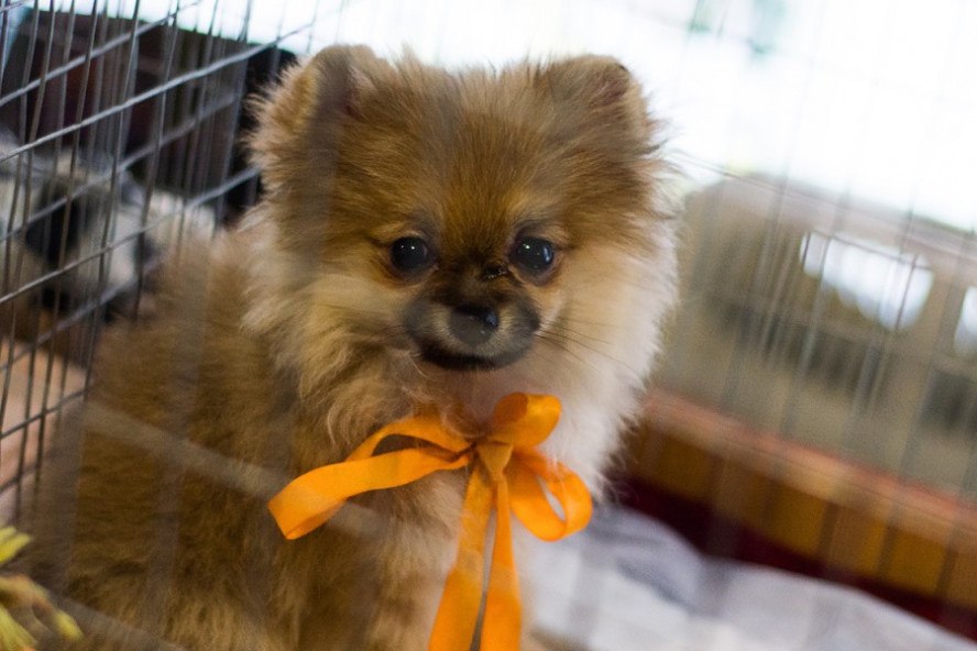 С 1 мая 2026 года регистрация собак в Тамбовской области станет обязательной Для того чтобы пройти регистрацию владельцу необходимо лично обратиться с паспортом в одно из государственных ветучреждений С собой также потребуется ветеринарный паспорт собаки Если такого документа нет его оформят на месте Во время процедуры животному под кожу вводится электронный микрочип с уникальным номером Все основные данные о собаке порода возраст окрас кличка информация о вакцинации и её владельце будут внесены в Федеральную государственную информационную систему в области ветеринарии Вносятся также паспортные данные и адрес хозяина животного До 1 мая 2026 года регистрация носит добровольный характер после этой даты процедура станет обязательной и платной Онлайн Тамбов ру