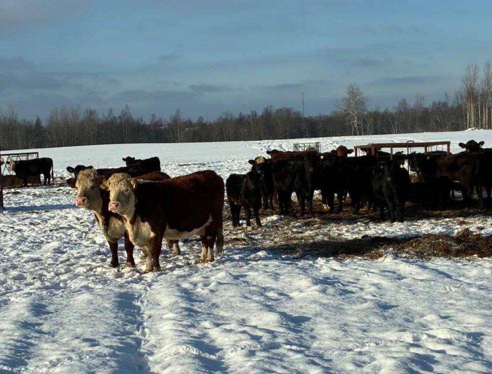 Ленобласть стала пилотным регионом для тестирования модели развития агротуризма Минсельхоз России выбрал Ленинградскую область в качестве пилотного региона для тестирования комплексной модели развития агротуризма Она объединит сельхозпроизводителей региональные органы власти и турбизнес сообщила пресс служба правительства Ленобласти  Специалисты управления развития малого агробизнеса министерства вместе с представителями комитета по АПК Ленобласти и туроператорами провели мониторинг 16 объектов сельского туризма в регионе Отмечается что ранее семь из них получили грантовую поддержку Минсельхоза По словам вице губернатора Ленобласти по АПК Олега Малащенко регион готов делиться наработанной в Ленобласти практикой развития агротуризма Господдержка и комплексный подход позволяют фермерам региона и развивать сельхозпроизводство и создавать объекты агротуризма добавил он Администрация Ленинградской области Telegram Max