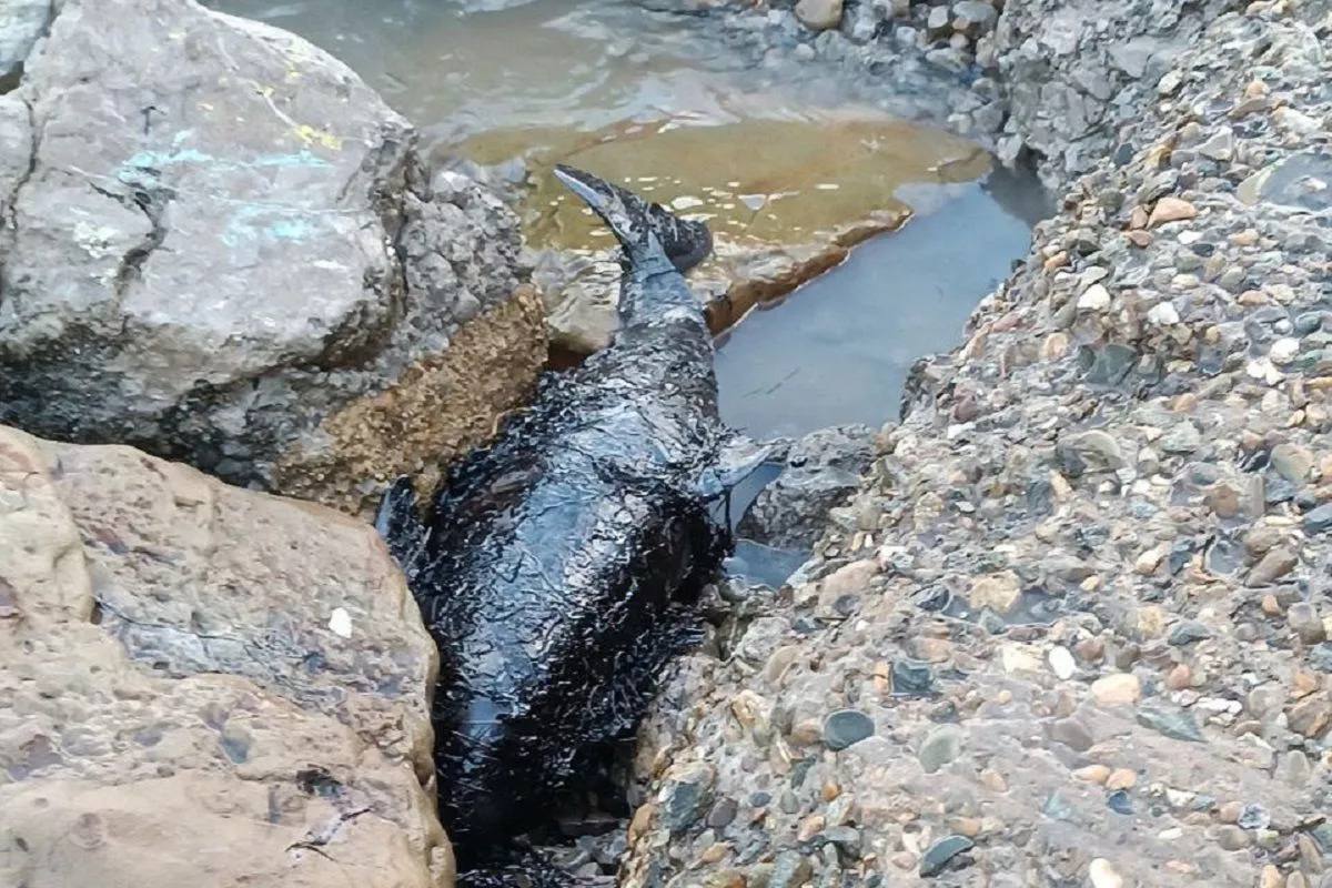 С момента разлива мазута в Черном море обнаружили 61 погибшего дельфина.   Большая часть животных – 32 – скончались после разлива нефти. Вероятно, их гибель связана с экологической катастрофой в Черном море. Остальные погибли до ЧС — совсем старые тела.