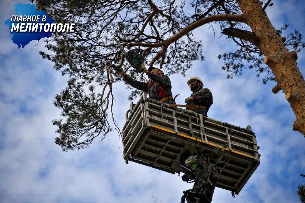 В лесах Запорожской области пройдёт санитарная вырубка По итогам обследования выявлены аварийные деревья с гнилью и усыханием — они представляют угрозу и могут способствовать распространению вредителей и пожаров. На площади 17 гектаров проведут санитарную рубку старых насаждений белой акации. Заготовят около 200 кубометров дров — топливо реализуют местным жителям по контролируемым ценам.