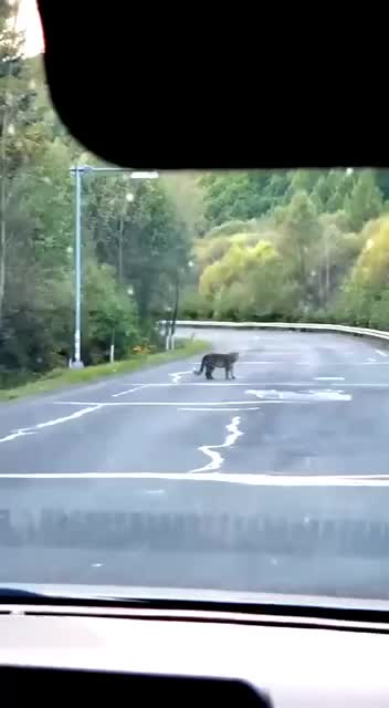 Дальневосточный леопард обнаружен в Китае, свидетельствуя о восстановлении популяции