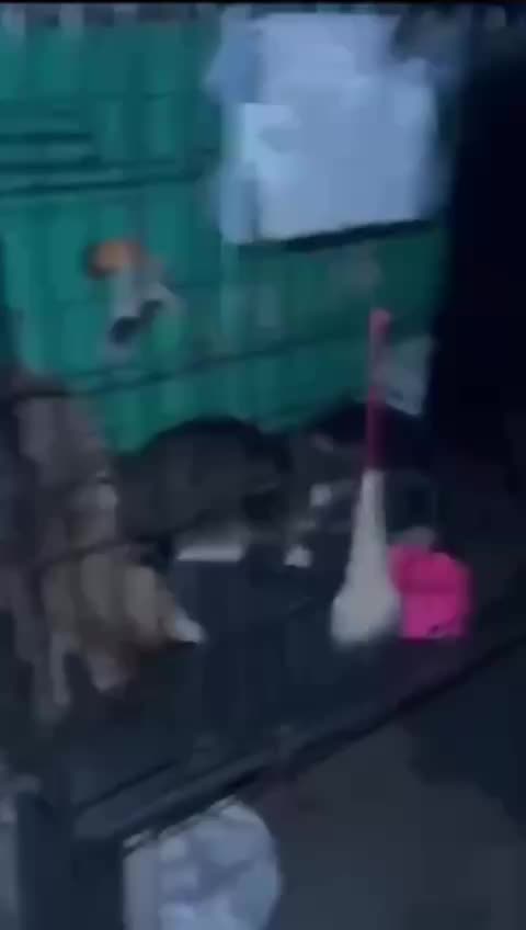 Трагедия в хабаровском приюте: 20 котов погибли из-за прорыва трубы