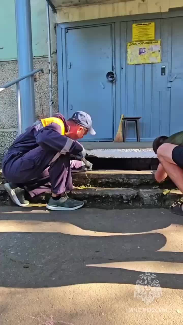 Сотрудники МЧС спасли кошку Марусю из крыши в Износках