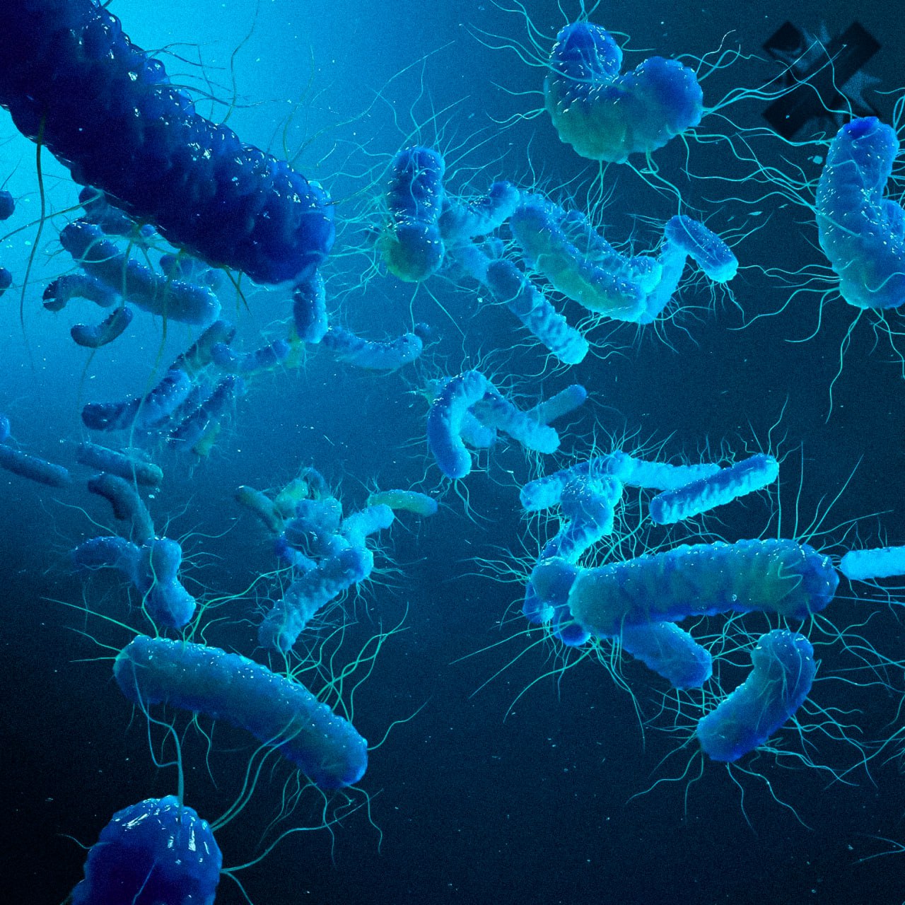 Учёные нашли морскую бактерию которая уничтожает рак Исследователи обнаружили в Cobetia marina полисахарид который включается в режим убийцы и запускает у раковых клеток программированную смерть При этом нормальные клетки почти не страдают потенциально лекарство может оказаться мягче для организма чем существующие терапии Теперь учёные проверяют работает ли механизм и против других видов рака   вот это находка ждём клинические испытания НМШ