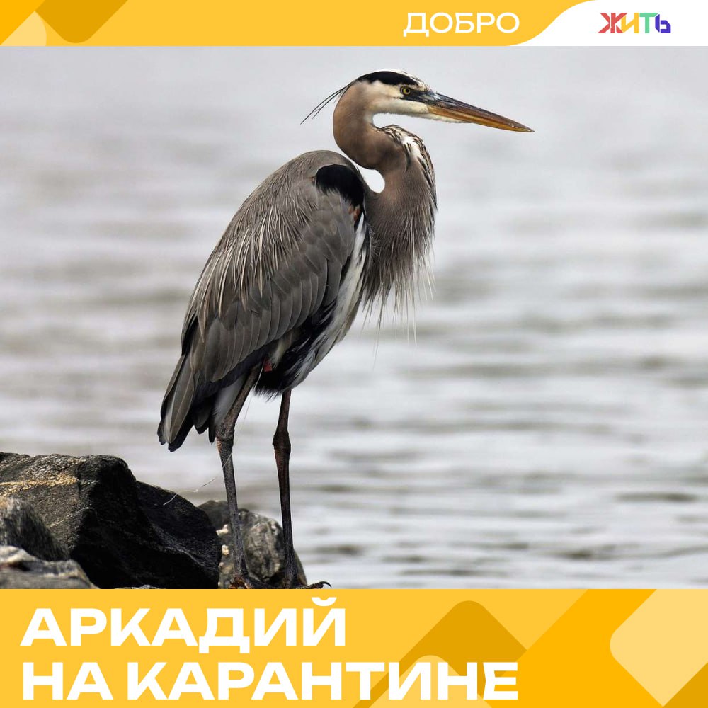 Житель Новосибирской области спас цаплю и привёз домой к жене На одной из трасс в Новосибирской области мужчина заметил растерянную цаплю. Птица выглядела ослабленной и не могла найти дорогу. Недолго думая, водитель подобрал её и отвёз домой. Цаплю он назвал Аркадием. Вместе с женой они напоили неожиданного гостя и предложили ему рыбу. После небольшой передышки Аркадия передали в Дом помощи животным HELPNI, а затем — в Центр реабилитации диких животных. Сейчас птица находится на карантине в Новосибирском зоопарке под наблюдением специалистов. — вот это забота Самый добрый проект страны
