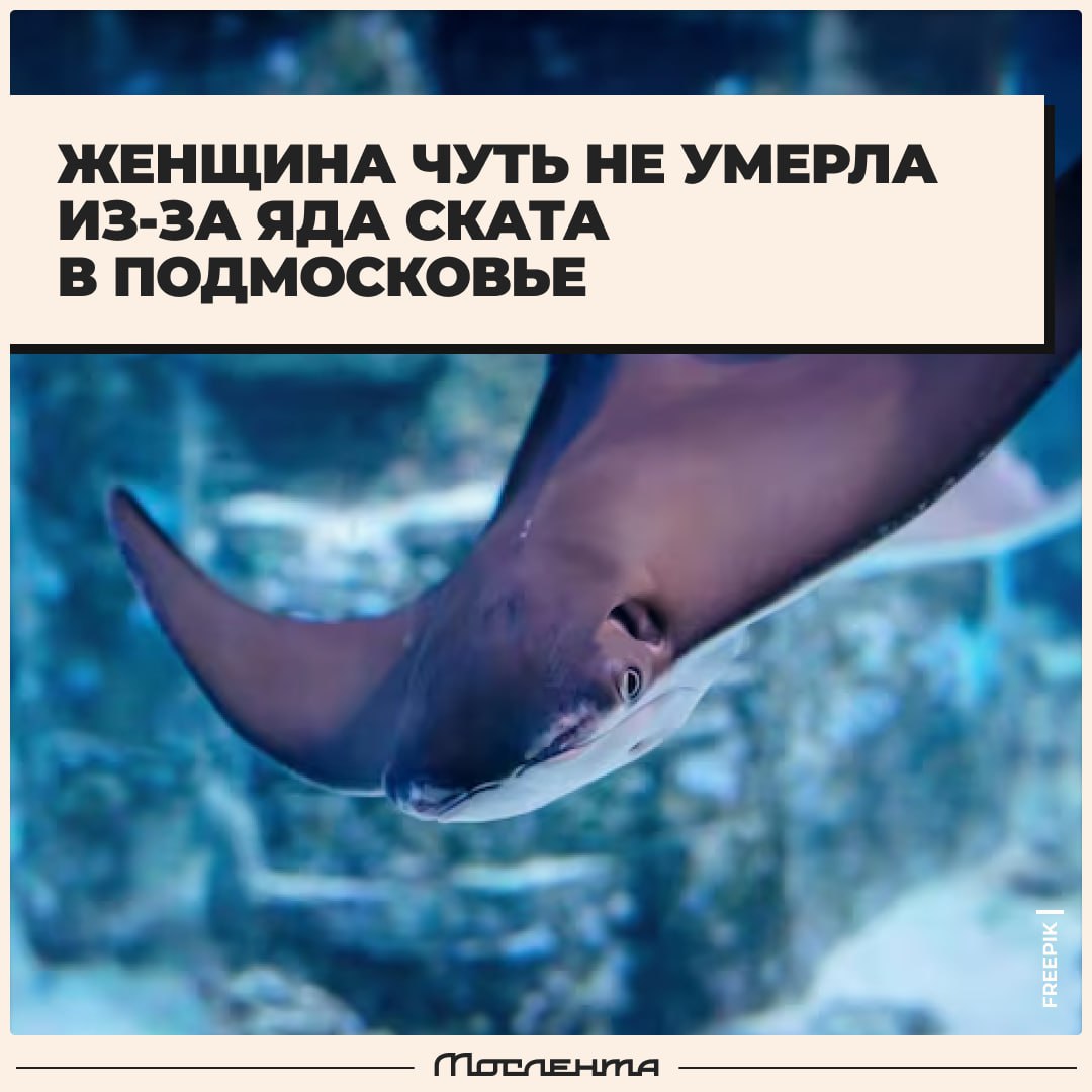 Пенсионерка чуть не умерла от яда ската Сын привёз домой экзотическую рыбину ну а его 64 летняя мать решила приготовить её на ужин Но во время разделки случайно напоролась на ядовитый шип В итоге её госпитализировали в Бронницкую больницу с сильным отёком и посинением левой руки Но всё закончилось хорошо женщине вовремя оказали помощь сейчас её жизни ничего не угрожает moslentaru