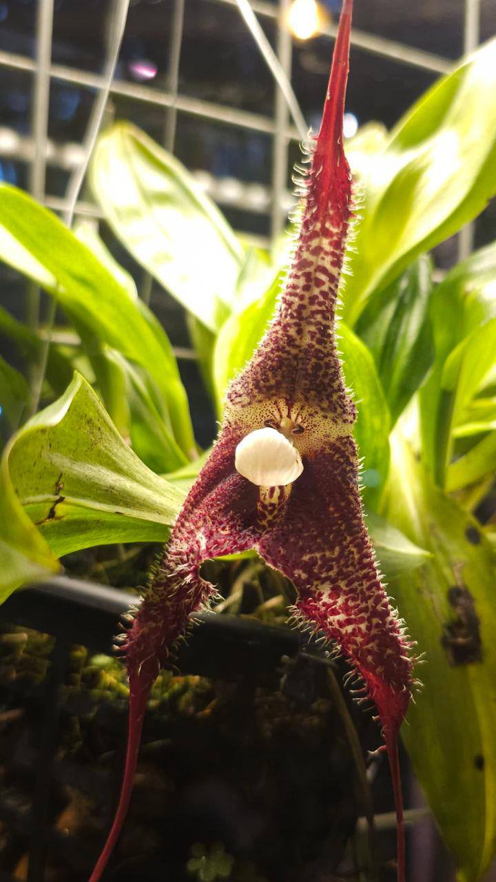 Цветок орхидея вампир расцвел в Аптекарском огороде в Москве