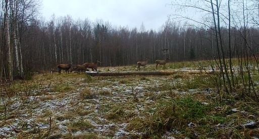 В Псковской области средства регионального гранта позволили открыть ферму по выращиванию маралов  Благодаря проекту «Агростартап» руководитель хозяйства Андрей Пасуев смог приобрести поголовье благородных оленей из 50 особей и автотранспорт, без которого сложно осуществить заготовку корма и его развозку по территории хозяйства. Климат Псковщины позволяет заниматься разведением благородных оленей без каких-либо специальных мероприятий. Зиму, даже если она суровая, маралы проводят под открытым небом: они не боятся мороза и ветра, и для них не нужно создавать зимние теплые укрытия, что значительно упрощает содержание животных.  «Мараловодство абсолютно новое для Псковщины направление животноводства. По сравнению с другими отраслями оно еще плохо развито в центральных областях и на северо-западе России. Но если правильно организовать дело, оленья ферма приносит неплохой доход, популяция копытных получает прирост, а потребители — массу полезных товаров в виде мяса, шкур, лечебных препаратов», - рассказывает Андрей Николаевич.  В этом году в Псковской области получателями грантов «Агростартап» стало 13 хозяйств, общая сумма грантовой помощи составила почти 70 млн рублей. Узнать о программе больше можно здесь.