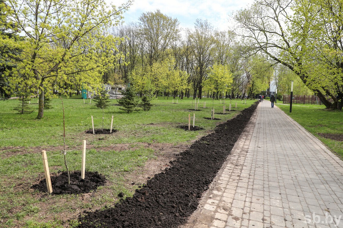 Более 10 тысяч деревьев и 100 тысяч кустарников высадят в Минске осенью  Кроме того, зеленые зоны пополнят около 100 тысяч кустарников, в том числе 17 тысяч хвойных растений.  Работы начнутся после массового опадения листвы.  «При выборе пород мы руководствуемся методическими рекомендациями Института экспериментальной ботаники НАН Беларуси и Центрального ботанического сада. Например, вдоль улично-дорожной сети сажаем растения, наиболее устойчивые к антропогенной нагрузке и воздействию противогололедных реагентов. Из деревьев — это ясени, из кустарников — спирея, дерен, пузыреплодник, роза морщинистая, — отметила заместитель гендиректора по благоустройству и содержанию объектов зеленого хозяйства «Минскзеленстрой» Екатерина Короткина.  TrueBY   news