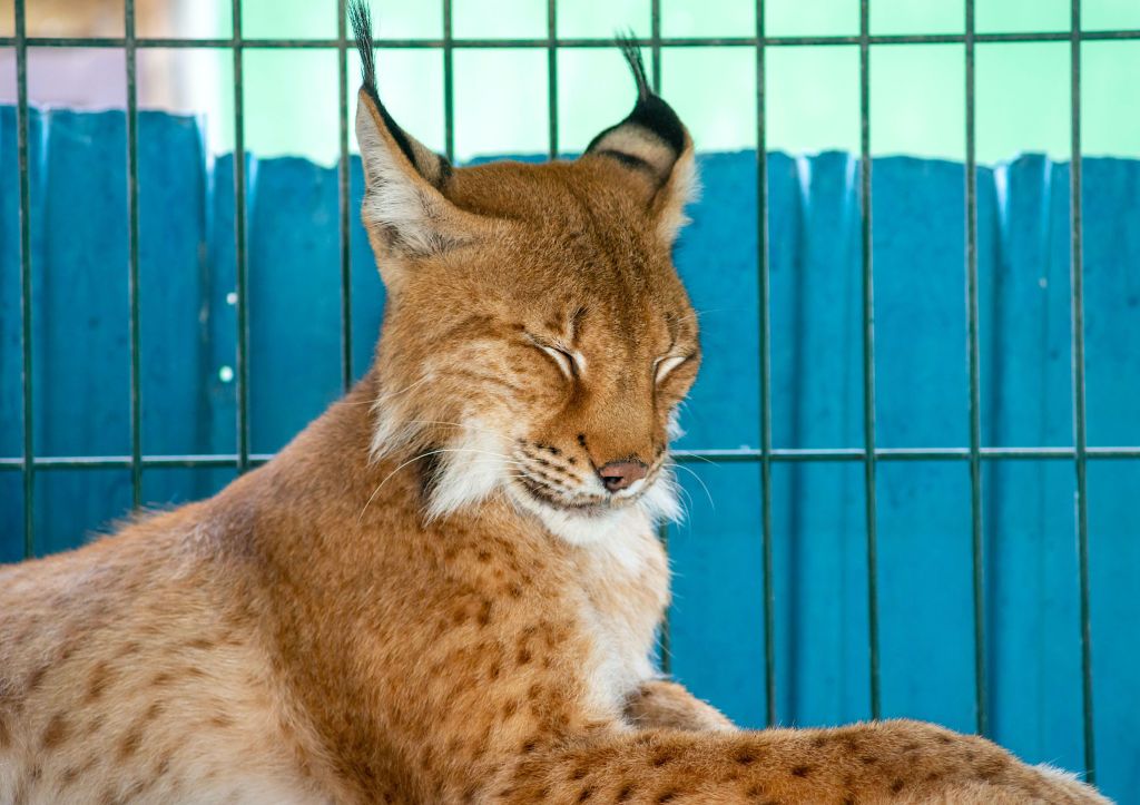 В челябинской промзоне заметили рысь   gubernia74 ru articles society 1136671 По словам очевидцев рысь лежала на ограждении с колючей проволокой лапами опираясь на трубу тепломагистрали Агрессии животное не проявляло В министерстве экологии Челябинской области отметили что как только от поступило обращение на место немедленно выехали специалисты ведомства а также сотрудники регионального управления МЧС   t me chgub