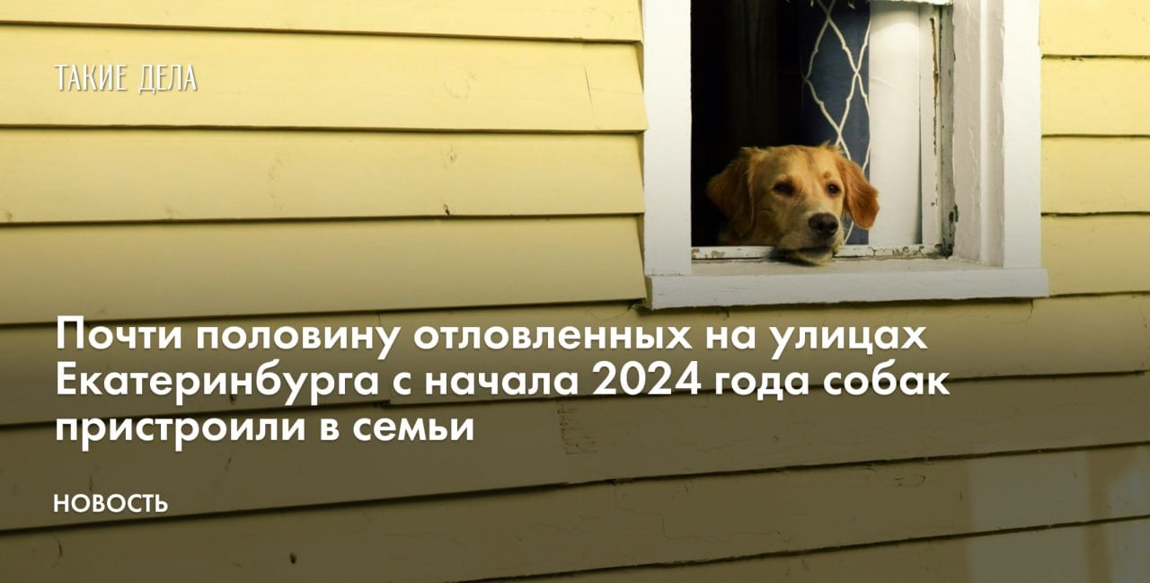 Почти половину отловленных на улицах Екатеринбурга с начала 2024 года собак пристроили в семьи  Среди отловленных на улицах Екатеринбурга с начала 2024 года собак 45% нашли новые семьи. Об этом рассказал председатель комитета мэрии по экологии и природопользованию Игорь Русинов.   Всего с начала 2024 года специалисты отловили 516 собак. Всех животных вакцинировали, стерилизовали и чипировали. После этого 236 собак удалось пристроить в семьи, 252 выпустили в город. Еще 16 отловленных животных оказались потерянными питомцами, их вернули хозяевам.   Кроме того, 50 собак остались в муниципальном приюте навсегда, поскольку ведут себя агрессивно. Сейчас там заняты 89 мест из 100.  С 2019 года, когда в России начал действовать закон о гуманном обращении с животными, в Екатеринбурге отловили 4500 собак. Из них 1500 удалось найти новый дом, 2500 выпустили обратно в город после вакцинации и стерилизации.  В каких регионах бездомным собакам живется тяжелее всего и почему так происходит — в материале «Корень проблемы — это действия человека».