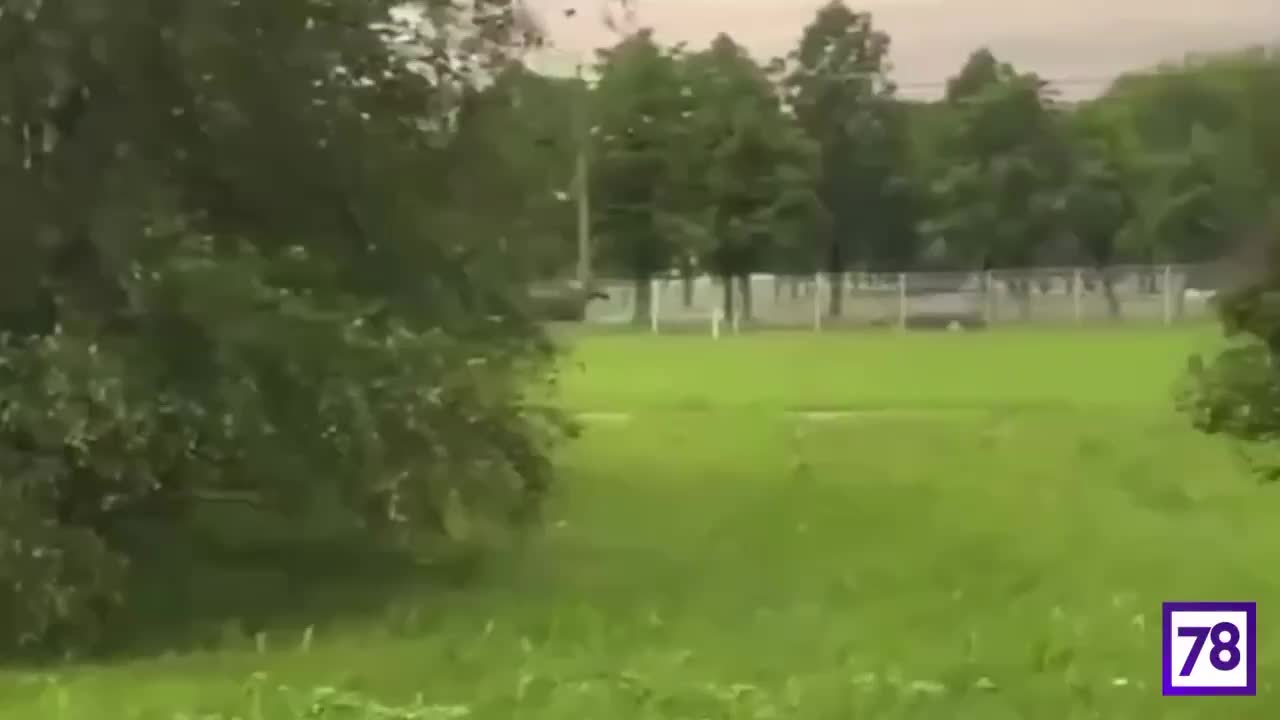 Лось вновь замечен в Купчино, мешая учебному процессу