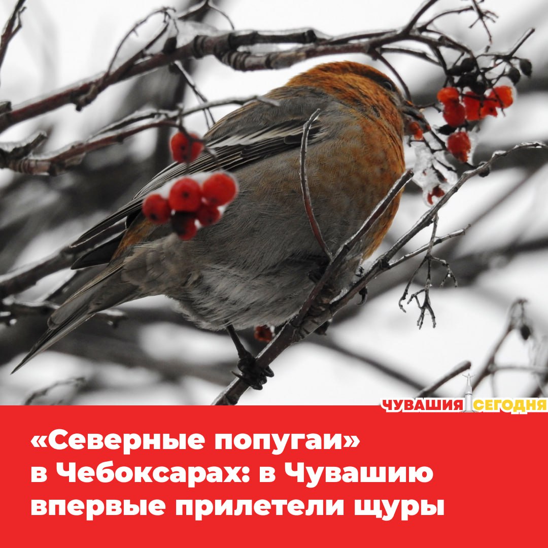 Необычное орнитологическое событие произошло в нашем регионе 12 января в Чебоксарах впервые зафиксировали щуров Новый для республики вид заметил орнитолог Геннадий Исаков По его словам этой зимой в Европейской части России наблюдается массовая инвазия щуров птиц уже видели в Москве Подмосковье Нижегородской и Кировской областях Удмуртии Чебоксары стали самой юго восточной точкой их наблюдения в европейской части страны Щуров часто называют северными попугаями И не зря самцы окрашены в ярко малиновый цвет самки в мягкие желто оранжевые оттенки У птиц мощный слегка крючковатый клюв идеально подходящий для семян шишек и ягод Эти пернатые отличаются спокойным нравом и доверчивостью могут подпустить человека почти вплотную Обычно щуры живут в хвойных лесах северных широт но зимой кочуют южнее в поисках корма Особенно они любят рябину и семена хвойных деревьев   Мы в MAX
