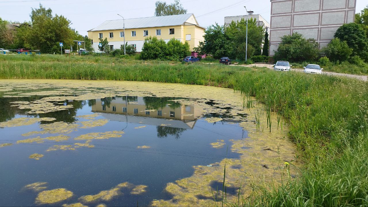 Летом 2024 года в рамках программы «Экология и окружающая среда на 2023–2027 годы» в посёлке Мирный провели долгожданную расчистку пруда — впервые с 2013 года. Жители просили привести в порядок водоём с 2019 года, надеясь, что водоём станет настоящим украшением посёлка. Тогда с помощью экскаваторов и спецтехники убрали заросли камыша и вывезли около 120 кубометров мусора. Однако в 2025 году пруд в Мирном снова затянуло тиной, а камыши на берегах никуда не делись. Кажется, что работы и не проводились, хотя на расчистку этого и других прудов в Никифорово, Калугино, Левашово и Липицах потратили 1,999 млн ₽.    Комментируя работы в Мирном, чиновники администрации заявляли: «Жители посёлка просили провести работы более качественно. Пожелания учтены»...