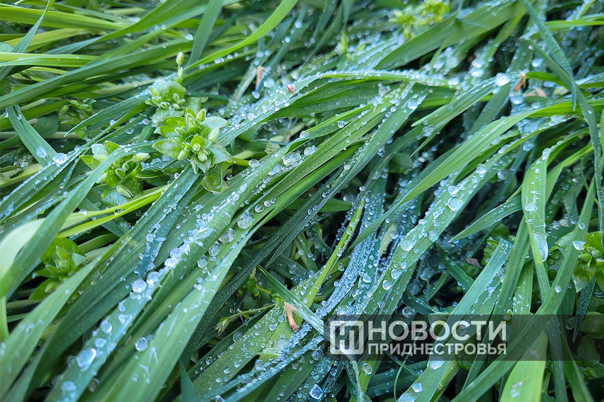 Заморозки на почве до -2°С ожидаются завтра утром в Приднестровье, сообщает Гидрометцентр.