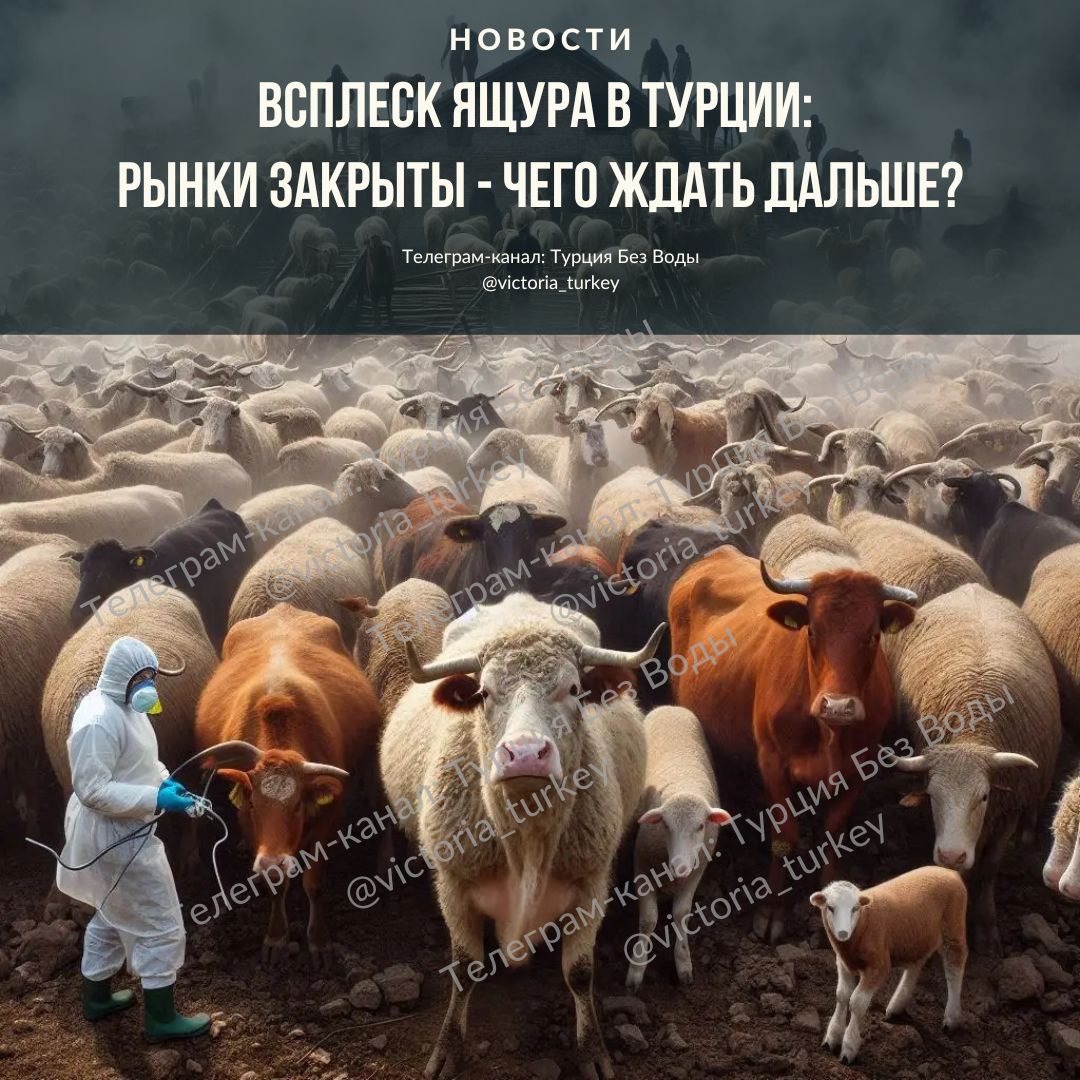 Всплеск ящура в Турции: рынки закрыты — чего ждать дальше? #новоститурции    После праздника Курбан-байрам в Турции зафиксирован всплеск опасного заболевания — ящура. В ответ на ситуацию Министерство сельского и лесного хозяйства ввело жёсткие меры: все рынки животных по стране временно закрыты.   Интенсивное перемещение скота накануне и во время Курбан-Байрама сыграло злую шутку: вирус ящура начал стремительно распространяться среди животных. Это одно из самых заразных заболеваний среди парнокопытных — коров, овец, коз и т.д.   Какие меры приняты?  Животные под карантином  Взяты образцы у заболевших  Перемещения строго ограничены  Началась вакцинация новым препаратом, так как вирус мутировал   Хорошая новость — для человека ящур редко представляет серьёзную угрозу. В очень редких случаях болезнь может передаваться через контакт с заражёнными животными или продуктами  например, непастеризованным молоком , но такие случаи — скорее исключение. Тем не менее, в зонах вспышек рекомендуется соблюдать осторожность.   К чему это может привести?  Рост цен на мясо и молочные продукты  Сбои в поставках животноводческой продукции  Финансовые потери для фермеров и владельцев скота   Турецкие власти заверяют, что ситуация под контролем, но призывают всех, кто работает с животными, быть максимально внимательными. Пандемийные уроки усвоены и теперь главная цель — не допустить полномасштабной эпидемии.