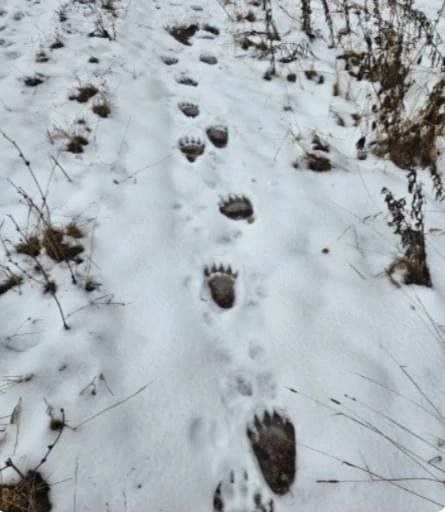 Мишкины следы в Арбажском сельском участковом лесничестве.  Фото Л.Захаровой