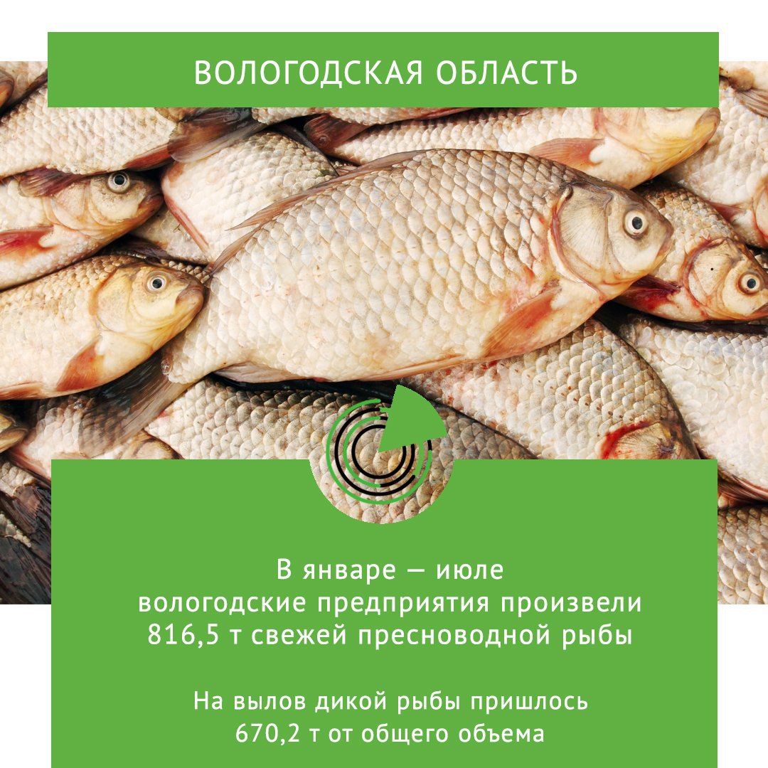 В ЯНВАРЕ ИЮЛЕ ВОЛОГОДСКИЕ ПРЕДПРИЯТИЯ ПРОИЗВЕЛИ 816 5 Т СВЕЖЕЙ ПРЕСНОВОДНОЙ РЫБЫ Согласно материалам Вологдастата в январе июле 2025 года в Вологодской области произвели 816 5 т свежей или охлажденной пресноводной рыбы Вылов дикой рыбы на нее пришлось 670 2 т от общего объема вырос на 11 4 по сравнению с прошлогодним уровнем Более трети добытого объема лещ Наибольший улов получают на Белом озере Кроме того Вологодская область выпускает почти весь объем 98 икры осетровых рыб в Северо Западном федеральном округе В январе июле в регионе произвели 10 4 т этой продукции на 13 6 больше чем годом ранее По информации Россельхознадзора в 2025 году Вологодская область экспортировала осетровую икру в Индию Иорданию Республику Корею и Таиланд