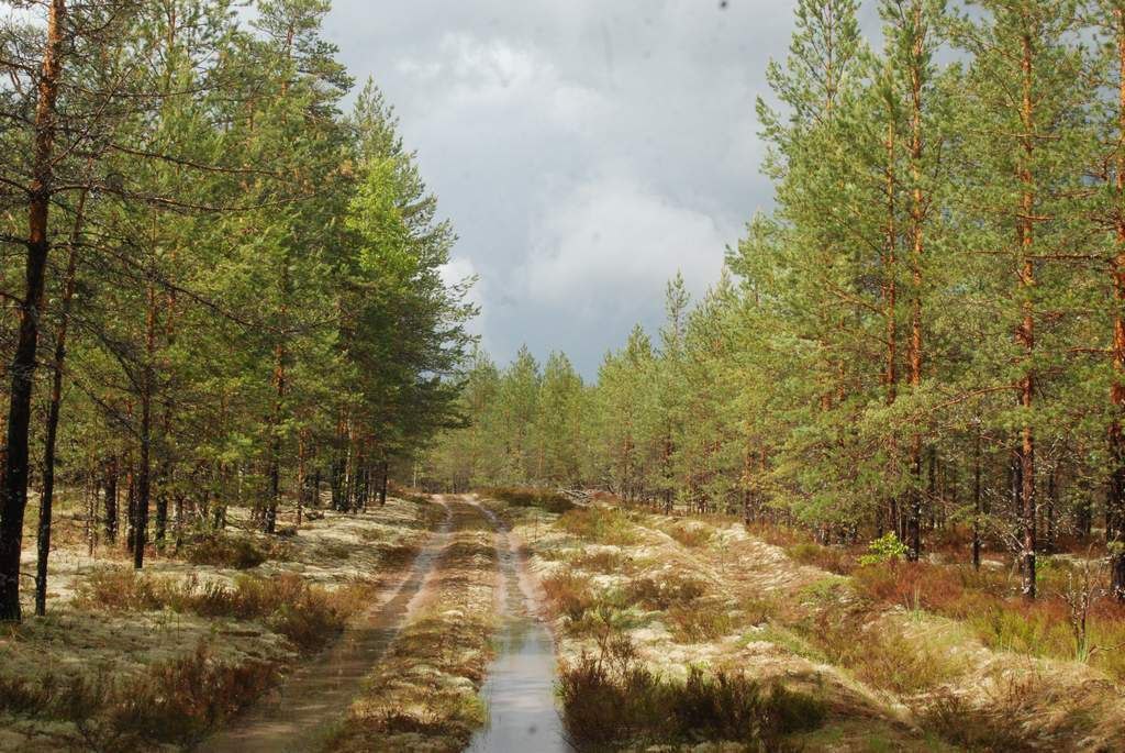 Костромскую область признали лучшей в ЦФО по охране лесов Система работает без сбоев подготовка к пожароопасному сезону начинается заранее а мониторинг ведется сразу по четырем направлениям наземные патрули авиация камеры и беспилотники Благодаря такому подходу площадь лесных пожаров в области сокращается год от года а огонь ни разу не перекинулся на населенные пункты или объекты инфраструктуры Оперативность реагирования стала лучшим показателем по всему Центральному федеральному округу При этом регион не только сохраняет лес но и активно его восстанавливает все арендаторы выполнили планы по лесовосстановлению в полном объеме За последние два года работы проведены на площади около 62 тысяч гектаров и уже несколько лет подряд объемы лесовосстановления стабильно превышают объемы вырубки Это позволяет региону уверенно держаться в числе лучших в стране по воспроизводству лесов