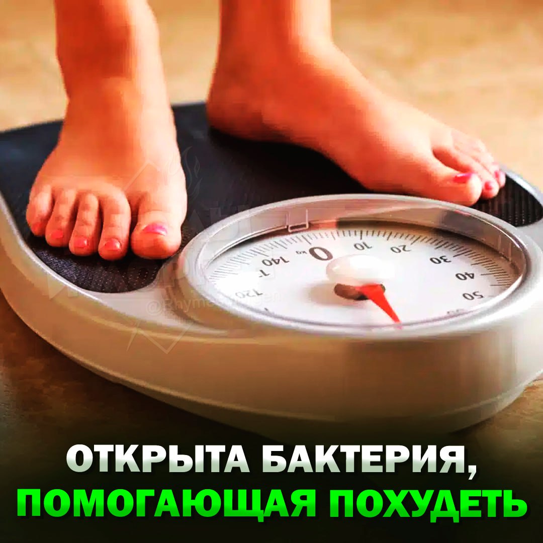 Учёные открыли бактерию, помогающую похудеть Исследователи из Копенгагенского университета обнаружили, что в кишечнике есть бактерия, которая производит два белка, влияющих на вес. После экспериментов на мышах выяснилось, что грызуны, которым вводили эти бактерии или белки, переставали набирать вес. Также учёные заметили, что люди, у которых много этих бактерий, оказались более стройными. Теперь эксперты надеются на создание лекарства для больных ожирением и диабетом. — респект учёным! Рифмы и Морген