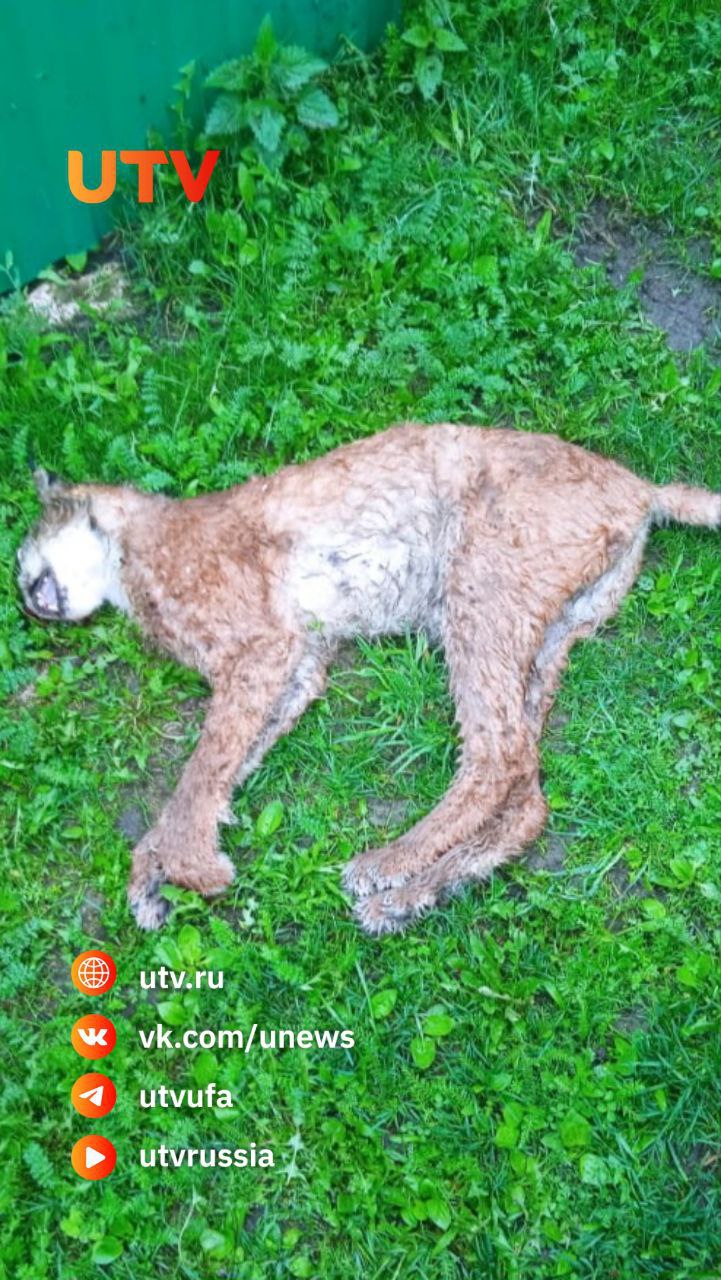 В Башкирии зараженная бешенством рысь напала на сельчанина Случай произошел 11 мая в деревне Урюш-Битуллино Караидельского района. Как сообщили UTV в региональном министерстве экологии, там рысь набросилась на местного жителя. Помочь мужчине смогла его жена — она отогнала хищника. После сельчане закололи зверя вилами. Пострадавшему оказали всю медицинскую помощь. Что же касается рыси, ее тело было отправлено на экспертизу. По ее итогам выяснилось, что животное было заражено бешенством. В связи с этим в деревне ввели карантин, который действует с 13 мая. Фото: Минэкологии по Башкирии.