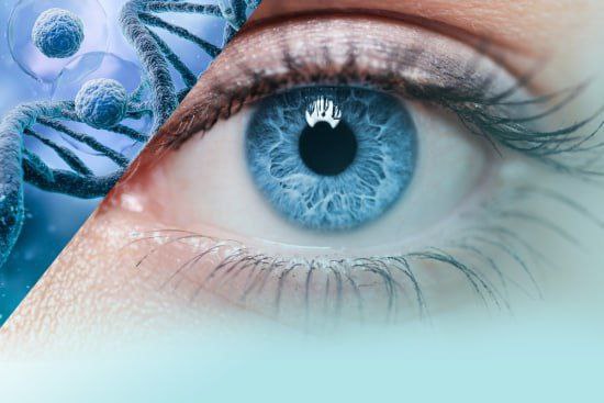 Начались первые испытания омоложения клеток сетчатки у людей Биотехнологическая компания Life Biosciences запустила клинические испытания генной терапии ER 100 направленной на восстановление зрения через омоложение повреждённых клеток сетчатки Препарат предназначен для лечения глаукомы и ишемической нейропатии зрительного нерва Терапия основана на частичном эпигенетическом перепрограммировании с использованием трёх факторов Яманаки OCT 4 SOX 2 и KLF 4 и вводится путём интравитреальной инъекции У животных этот метод восстанавливал молодые метки ДНК и улучшал зрение что позволило разрешить испытания на людях Первая фаза направлена на оценку безопасности и переносимости терапии MIR24MOLDOVA Подпишись