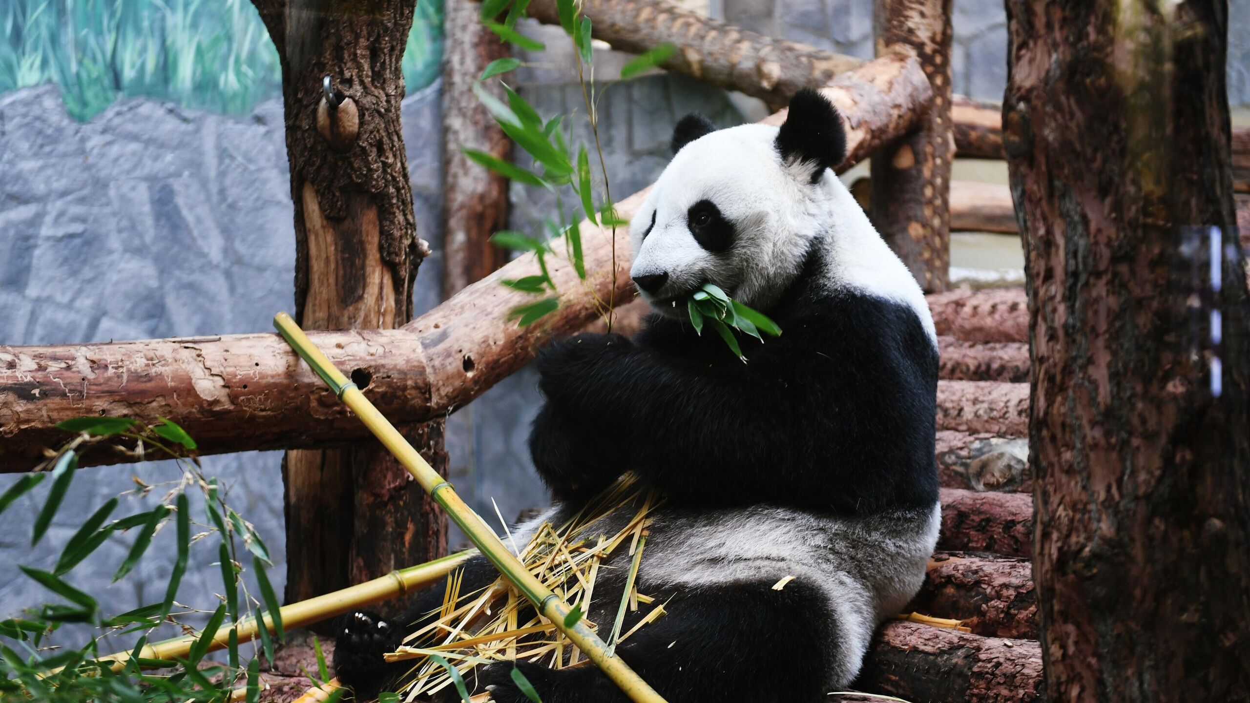 Делегация специалистов из Китая высоко оценила условия содержания больших панд в Московском зоопарке сообщили РИА Новости в пресс службе столичного зоосада С 20 по 22 декабря в Московском зоопарке с рабочим визитом находилась делегация ведущих китайских специалистов в области сохранения и изучения больших панд Визит прошел в рамках реализации совместной программы по сохранению исследованию и размножению этих уникальных животных Целью визита стала инспекция условий содержания больших панд с детальным осмотром павильона Фауна Китая где проживают Жуи Диндин и Катюша а также развитие отношений с российскими коллегами и обмен профессиональным опытом Китайские специалисты высоко оценили современное оснащение вольера и технические системы включая водоподготовку и климат контроль с выводом всех параметров на мониторы рассказали в пресс службе