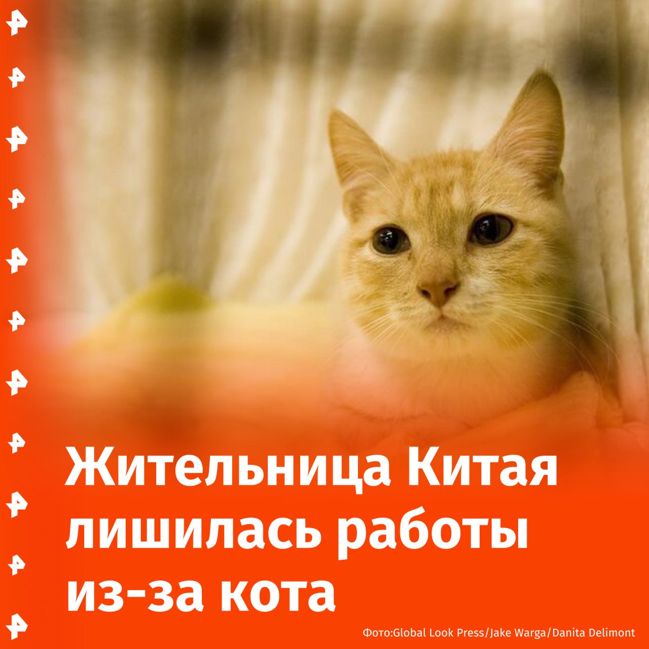 Наглядный пример, как можно потерять работу из-за кота, продемонстрировала жительница Китая.  Дело в том, что женщина написала черновик заявления об увольнении, однако передумала отправлять его на почту начальству, так как ей нужны были деньги на содержание девяти домашних питомцев.   Но один из них посчитал, что такая работа его хозяйке не нужна: домашняя камера видеонаблюдения запечатлела, как кот женщины наступил на ноутбук и случайно нажал на кнопку, которая отвечала за отправку электронного письма.   Хозяйка сразу же связалась с руководством, пытаясь объяснить ситуацию, однако ее проигнорировали, пишет South China Morning Post. В итоге женщина осталась осталась без работы и ежегодной премии, а питомцы — без потенциальных лакомств.        Отправить новость