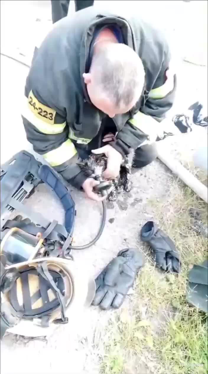 Спасение котенка: пожарные и спасатели помогли животным в Подмосковье и Толочине