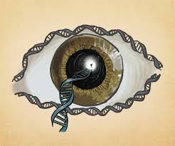 Ученые биохакнули зрение клетки глаза научились омолаживать через гены Компания Life Biosciences приступает к первым клиническим испытаниям инновационной генной терапии ER 100 В отличие от существующих методов которые лишь замедляют развитие болезней эта технология нацелена на восстановление утраченного зрения путем сброса возраста нейронов сетчатки В основе метода лежит платформа частичного эпигенетического репрограммирования С помощью трех факторов транскрипции Яманаки коктейль OSK препарат воздействует на биохимические маркеры клеток не меняя саму ДНК Это позволяет буквально отмотать назад счетчик клеточного старения Терапия ориентирована на лечение глаукомы и передней ишемической оптической нейропатии состояний при которых гибнут ганглионарные клетки сетчатки связывающие глаз с мозгом На прошлой неделе Управление по санитарному надзору за качеством пищевых продуктов и медикаментов США FDA одобрило проведение тестов на людях Ранее доклинические исследования на животных включая приматов показали что инъекции препарата восстанавливают структуру клеток и улучшают зрительные функции Если испытания пройдут успешно медицина получит способ не просто купировать симптомы а обращать вспять биологическое старение тканей